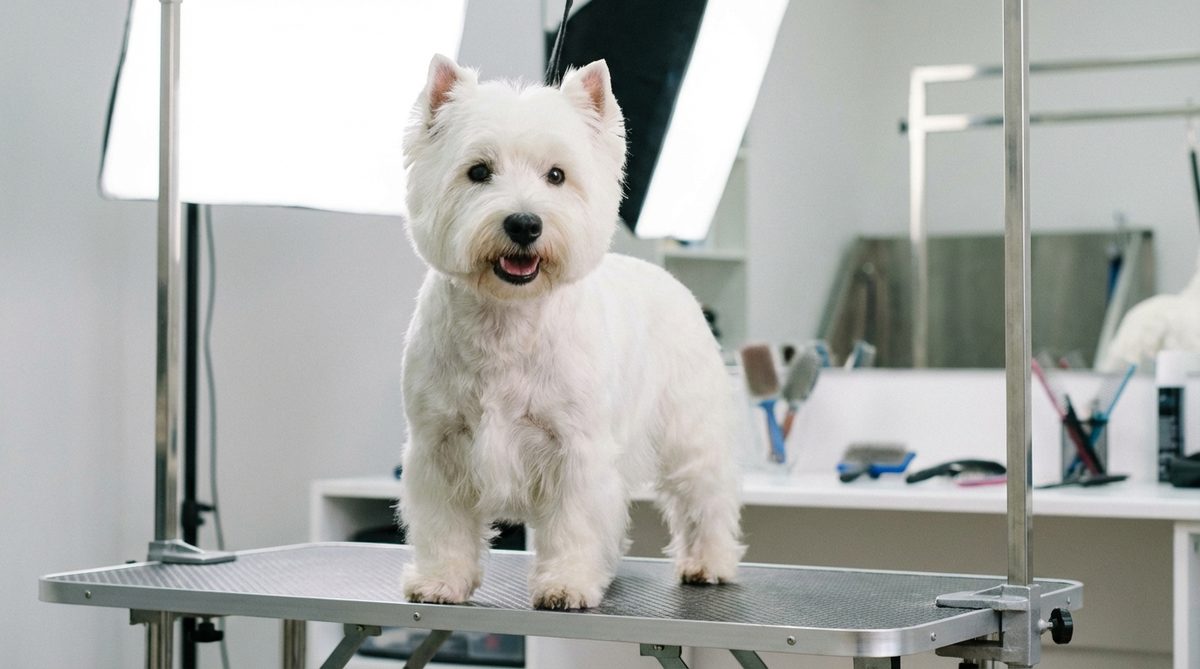 West Highland White Terrier on a grooming table, ready for winter coat care